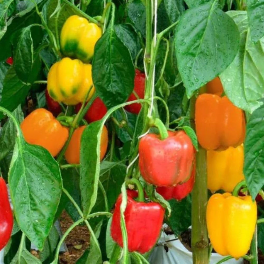 Pack 50 Orange Sweet Bell Pepper Seeds, Sweet Pepper Seeds for Garden, Vegetable Planting Seed