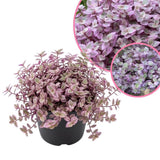 Pink Tradescantia Callisia Repens Plant, 2 Inch Pot, Pink Turtle Vine Succulent, Fully Rooted Live Houseplant for Indoor Planting