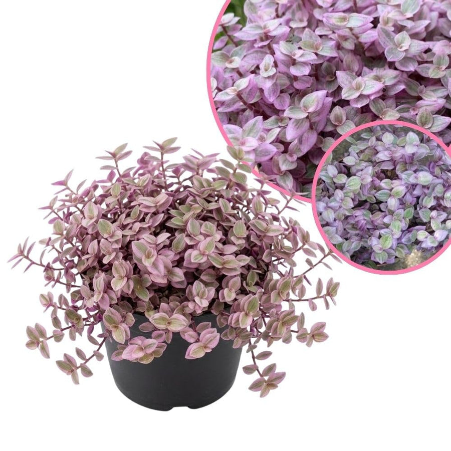 Pink Callisia Repens Plant Live 4" Pot, Tradescantia Callisia Repens Plant, Pink Turtle Vine Trailing for Planting Indoor