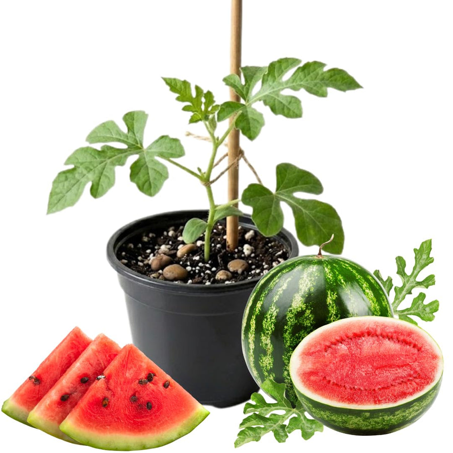 2 Watermelon Plants Live, 4 to 6 Inches Tall, Sweet Fruit Plants, Sweet Melon Starter Plants for Outdoor Gardens