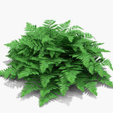 5 Lady Fern Rhizomes Live Plants for Planting, Ferns Live Plants Outdoors Indoors Full Shade, Bare Roots, Fast-Growing