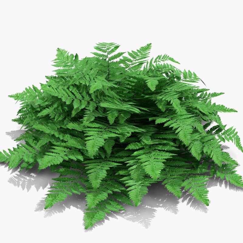 5 Lady Fern Rhizomes Live Plants for Planting, Ferns Live Plants Outdoors Indoors Full Shade, Bare Roots, Fast-Growing