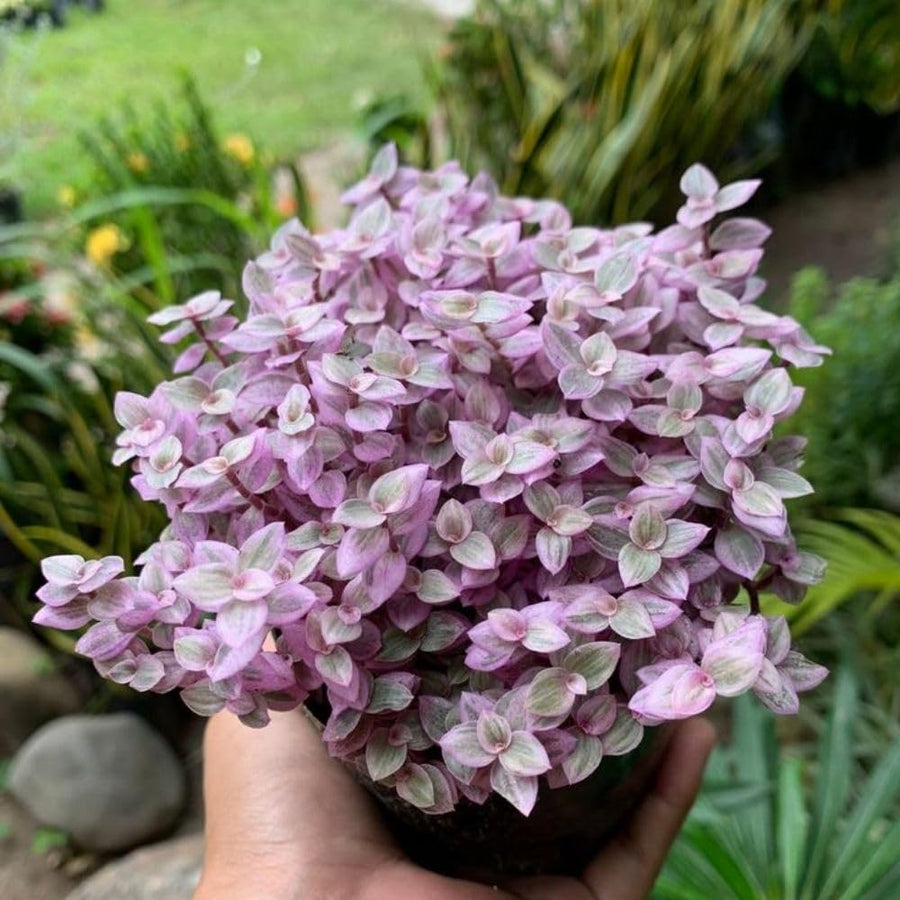 Pink Tradescantia Callisia Repens Plant, 2 Inch Pot, Pink Turtle Vine Succulent, Fully Rooted Live Houseplant for Indoor Planting