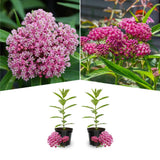 2 Mikweed Live Plants, Asclepias Tuberosa Perennial Flowers Plants, Tropical Butterfly Milkweeds 4-8 Inch for Outdoor Garden (Pịnk)