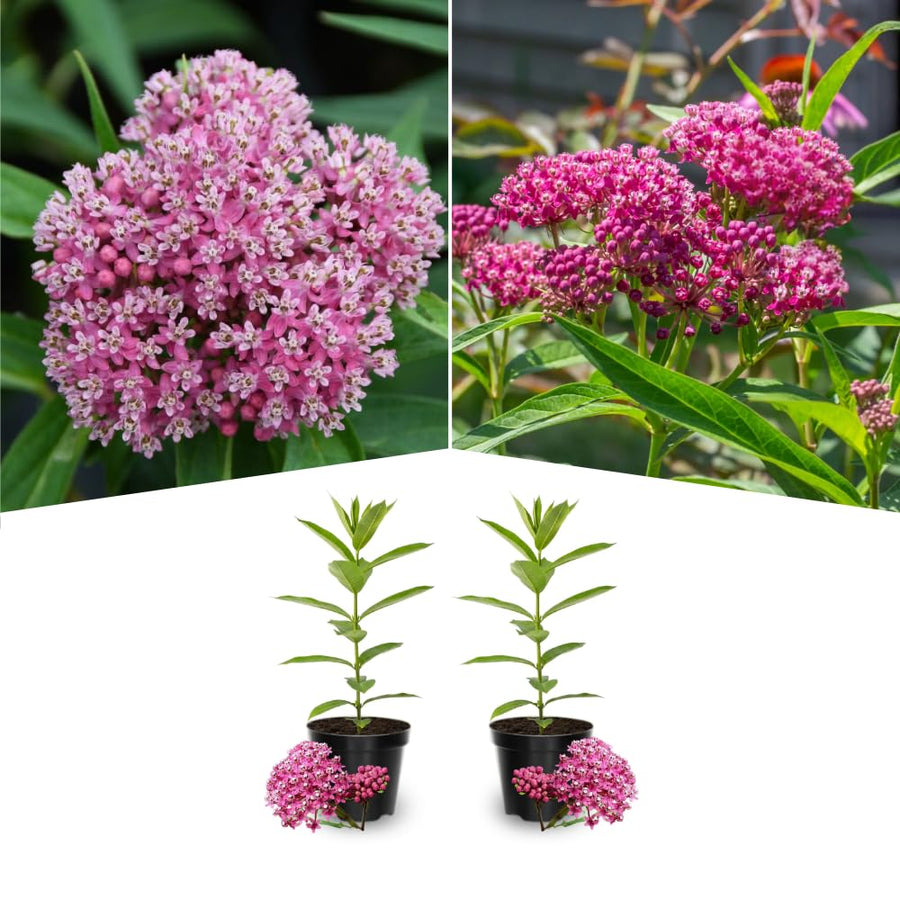 2 Mikweed Live Plants, Asclepias Tuberosa Perennial Flowers Plants, Tropical Butterfly Milkweeds 4-8 Inch for Outdoor Garden (Pịnk)