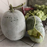 60 Wax Gourd Winter Melon Round Seeds, Wax Gourd Seed, Vegetable Seeds for Outdoor Garden