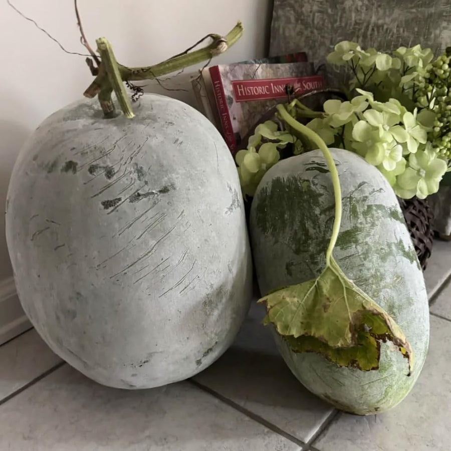 60 Wax Gourd Winter Melon Round Seeds, Wax Gourd Seed, Vegetable Seeds for Outdoor Garden