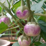 Pack of 100 Purple Round Eggplant Seeds for Planting, Assorted Eggplant Vegetable Seeds for Outdoor Gardening, Suitable for Home Garden Beds, Raised Beds, or Containers