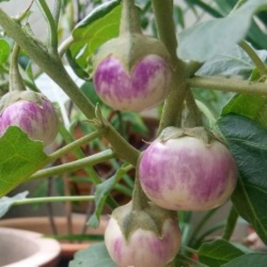 Pack of 100 Purple Round Eggplant Seeds for Planting, Assorted Eggplant Vegetable Seeds for Outdoor Gardening, Suitable for Home Garden Beds, Raised Beds, or Containers