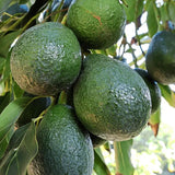 Avocado Tree Live Plant, Cold Hardy Avocado Plant Live 2-3 Feet Tall, Tropical Smooth Fruit Tree