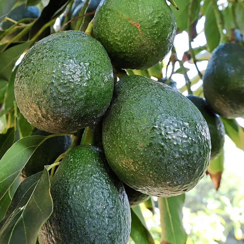 Avocado Tree Live Plant, Cold Hardy Avocado Plant Live 2-3 Feet Tall, Tropical Smooth Fruit Tree