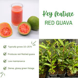 Red Guava Tree Live Plant, Edible Sweet Guava Fruit, 8 to 10 Inches Tall, Ideal for Backyard, Patio and Landscape