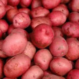 High Yielding Red Potato Tubers, 1 Pound Potatoes Plants Bulbs for Outdoor Growing,Vegetables Heirloom Potato Seeds Live Tuber for Home Garden
