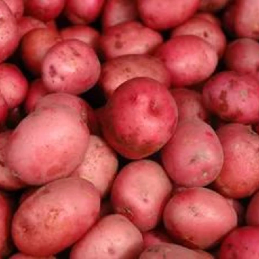 High Yielding Red Potato Tubers, 1 Pound Potatoes Plants Bulbs for Outdoor Growing,Vegetables Heirloom Potato Seeds Live Tuber for Home Garden