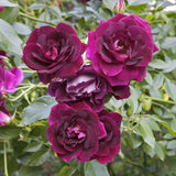 Purple Climbing Roses Live Plants 7 Months Old, Rose Bushes Ready to Plant 5-9" Tall, Very Fragrant, Can Grow As Climber or Bush Tree or Trellises, Walls, Fences