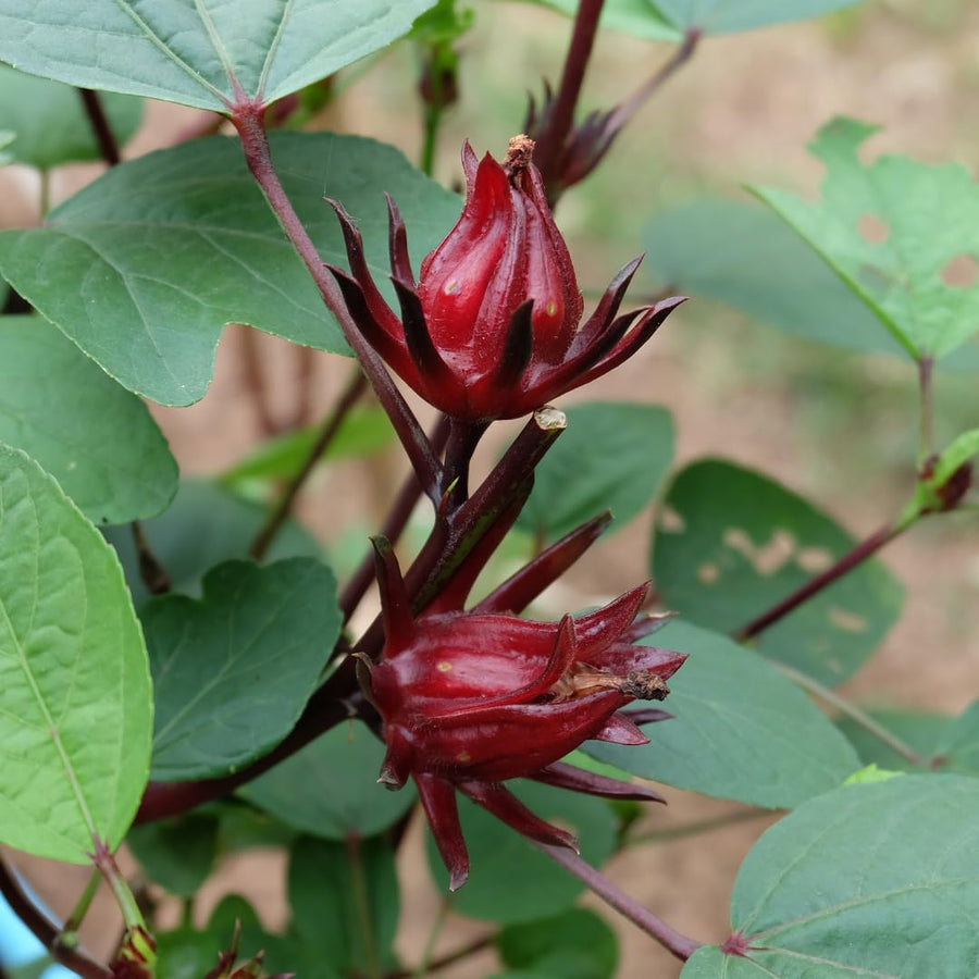 Hardy Red Roselle Hibiscus Plant Live, 8-12" Tall Red Sabdariffa Sorrel Roselle Hibiscus Flowers, Half Gallon Pot, Tropical Hibiscus Plant for Indoor Outdoor Planting