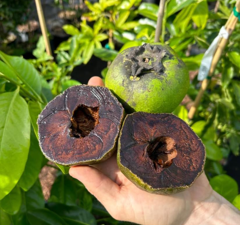 Live Black Sapote Tree 3 Feet Tall, Air-Layered Chocolate Sapote Fruit Tree, Sweet, Cold Hardy, Container and Garden Growing