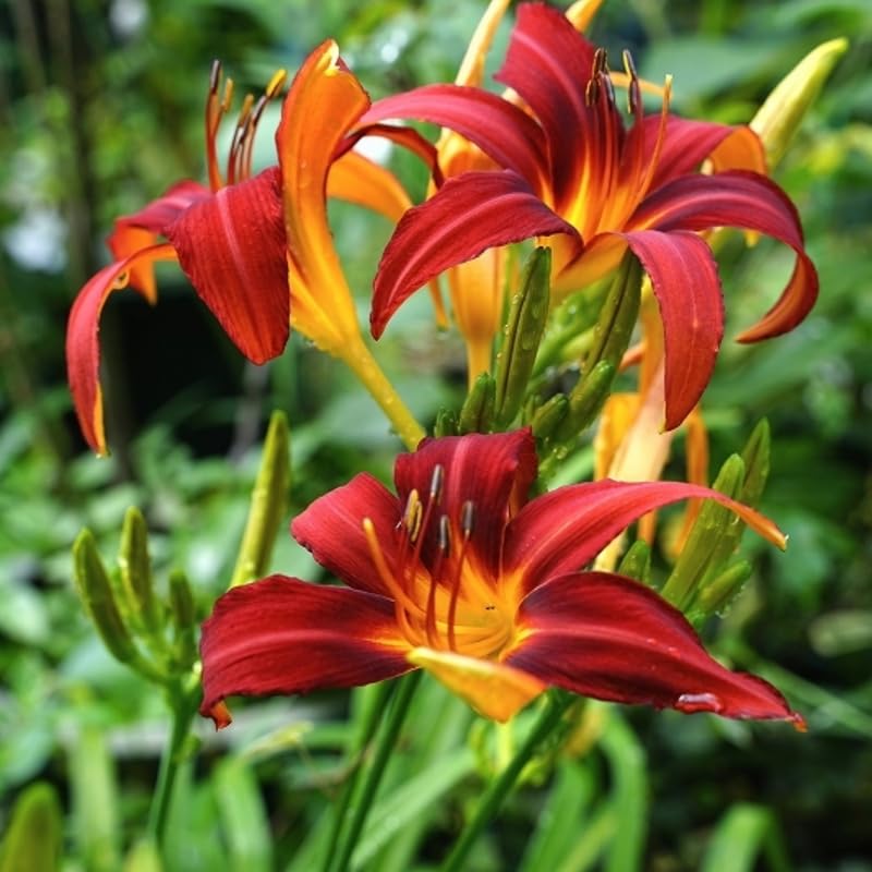 Pack 10 Daylily Bulbs for Planting Spring, Fast Blooming Hardy Perennial Lily Bare Roots for Outdoor Growing (October Day Lily)