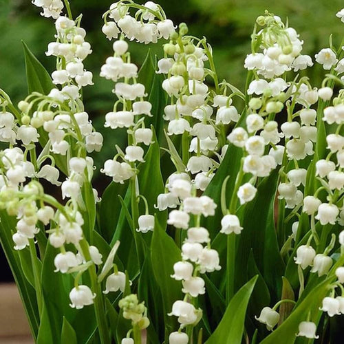 6 Lily of the Valley Plants Live, Lily of the Valley Flower Plant,Sweet Fragrant Blooms for Garden Beds and Borders, 4-7 Inch Tall Bareroot Plants