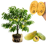 Paw Paw Tree, Pawpaw Tree Live Plant, Cold Hardy Fruit Plant, Bareroots from 8-12 Inches Tall, Ready for Outdoor Garden