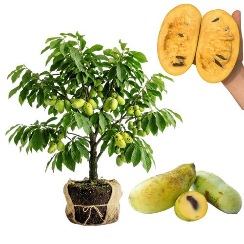 Paw Paw Tree, Pawpaw Tree Live Plant, Cold Hardy Fruit Plant, Bareroots from 8-12 Inches Tall, Ready for Outdoor Garden
