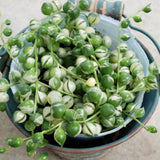 String Plant Live 4 Inch Pot, Rare Succulents Plants in Hanging Baskets, Trailing Succulent Houseplant for Home Office (Variegated String of Pearls)