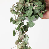 String of Hearts Plant Live, Ceropegia Woodii Variegata, in 4" Pot, Rare Trailing Succulent Vine for Indoor Hanging Pots (Green String of Hearts Plant)