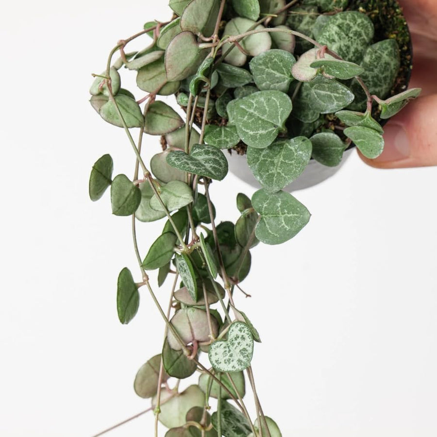 String of Hearts Plant Live, Ceropegia Woodii Variegata, in 4" Pot, Rare Trailing Succulent Vine for Indoor Hanging Pots (Green String of Hearts Plant)