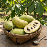 Set of 2 Paw Paw Tree, Pawpaw Tree Live Plant, Bare Roots from 4 to 6 Inches Height, Hardy Fruit Plants for Outdoor Gardening
