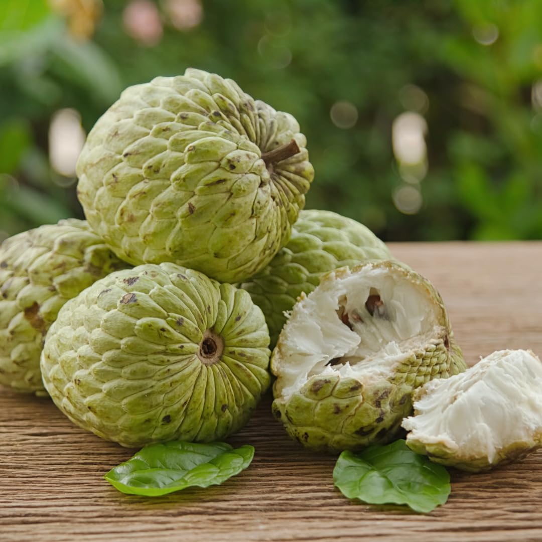 Live Sugar Apple Tree, Sweet Custard Apple Tree, Tropical Fruit Plant, 3-4 Feet Tall, Ready for Planting