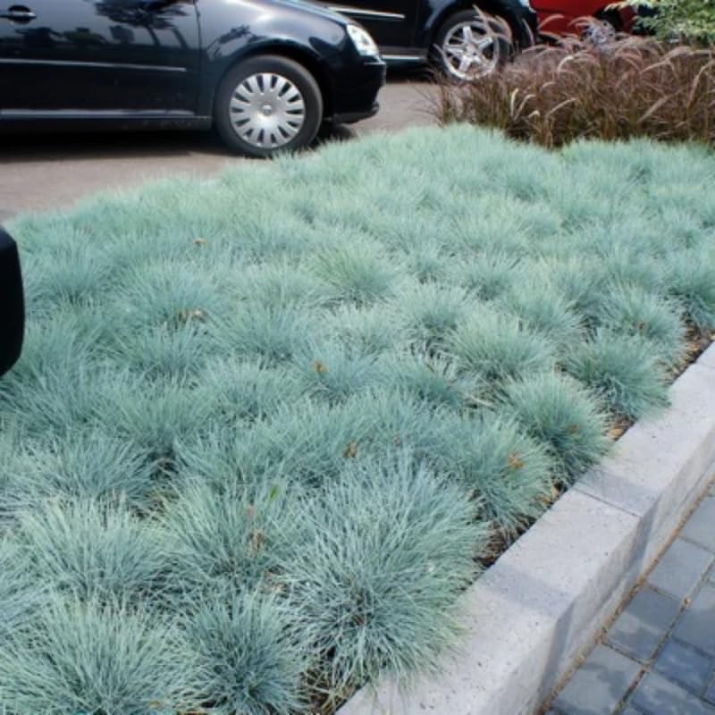 Pack 3 Blue Fescue Perennial Grass Ornamental Live Plants, 5-8" Dwarf Ornamental Grasses Blue Festuca Color, Grasses for Planting