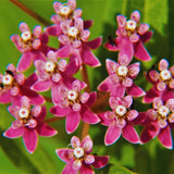 3 Live Milkweed Plants, Pink Asclepias Tuberosa Plant, Butterfly Milkweed Plants Live for Growing Indoor Outdoor