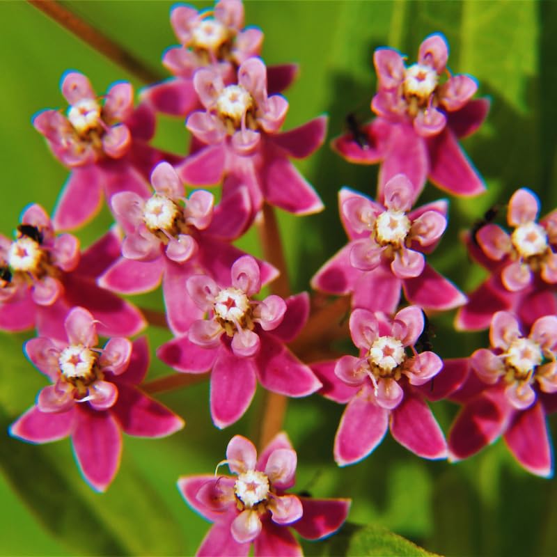 3 Live Milkweed Plants, Pink Asclepias Tuberosa Plant, Butterfly Milkweed Plants Live for Growing Indoor Outdoor