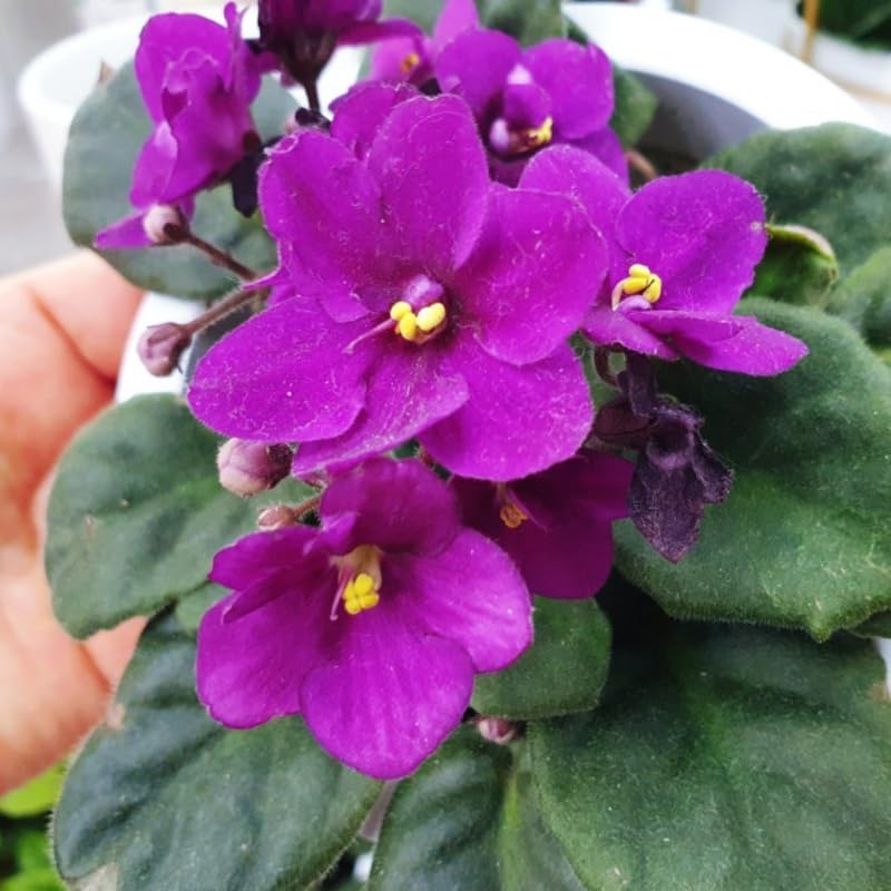 Purple African Violets Live Plants House Plants in 4" Pot, Vibrant Blooms for Indoor Décor, Home or Office, Easy to Grow