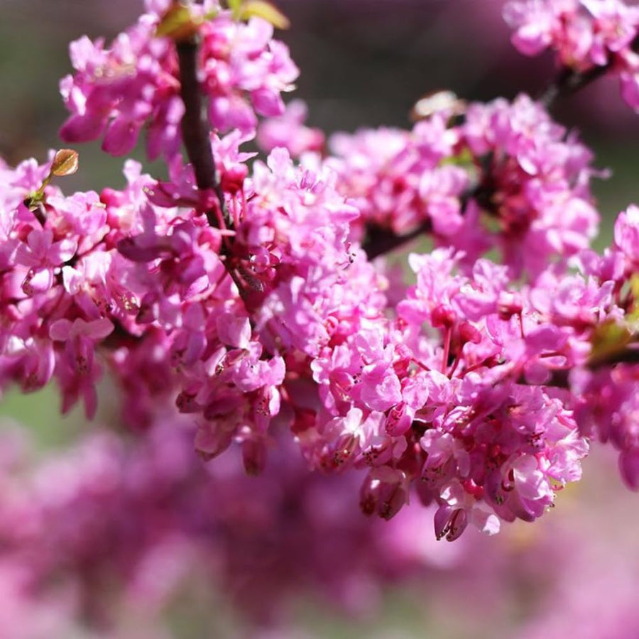 Eastern Redbud Tree Live, 1-2 Year Old, Pink Purple Redbud Plant 16-24” Tall, Hardy Flowering Landscape Trees