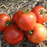 Lot 4 Tomato Plants Live for Planting Outdoors, Large and Juicy Tomatoes, Well Rooted, 6 to 8 Inch - Big Boy Tomato