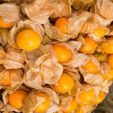 Cape Gooseberry Plant Live in 4'' Pot, 8-10 Inch Tall, Hardy Gooseberry Live Plant for Outdoor Planting, Sweet Golden Berry Fruit Plant, Well-Rooted