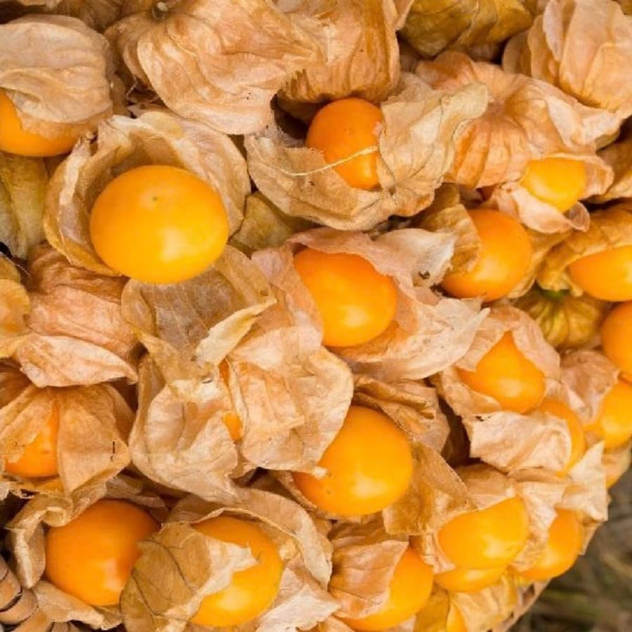 Cape Gooseberry Plant Live in 4'' Pot, 8-10 Inch Tall, Hardy Gooseberry Live Plant for Outdoor Planting, Sweet Golden Berry Fruit Plant, Well-Rooted