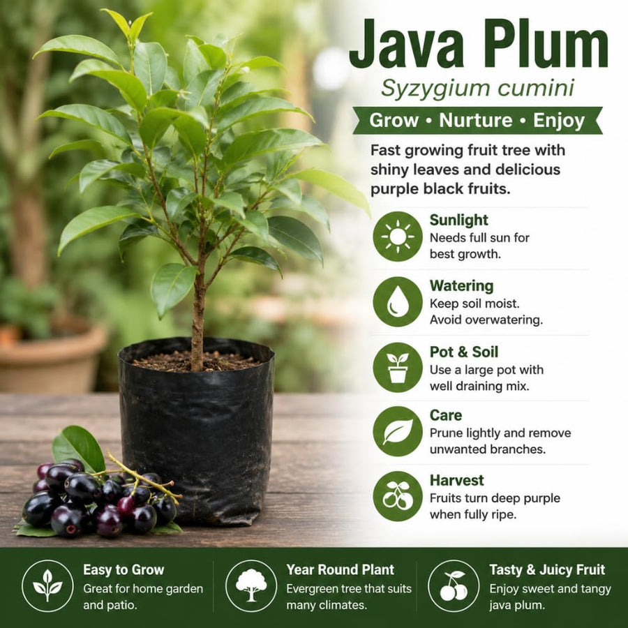 Jamun Plum Bush Live Plant, 2.5 Feet Tall in 1 Gallon Pot, Black Plum Plants for Outdoor Planting, Sweet Jambul Trees, High Yielding, Ready to Fruit
