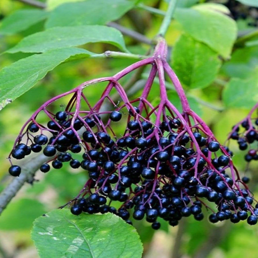 Elderberry Bush Live Plant, 1.5-2.5 Ft Tall, Sweet Fruit Tree, Elderberry Plants Live for Planting, Cold Hardy, 1 Gal Pot