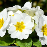 Primrose Live Plant, White Primrose Plant in 4'' Pot, 4-6'' Tall, Hardy Primrose Flower Plant, Colorful Blooms, Perennial Plants