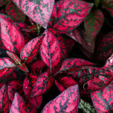 3 Polka Dot Plants, Red Hypoestes Polka Dot Plant Live, Indoor Houseplant 3-5 Inches