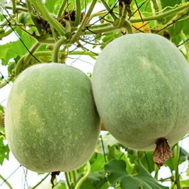 100 Giant Wax Gourd Seeds, Ash Gourd, Winter Melon Heirloom Seed for Planting, Large Vegetable Vine Seeds
