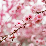 Pink Flowering Almond Shrubs Live Plant in Quart Pot, Vibrant Pink Flower Plant for Gardens, Patios, Landscapes, Cold Hardy and Well-Rooted, Dormant in Winter