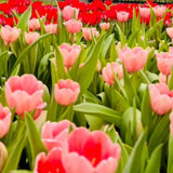 Set 10 Mixed Tulip Bulbs, Coloful Tulip for Spring Bloom, Outdoor Garden Planting
