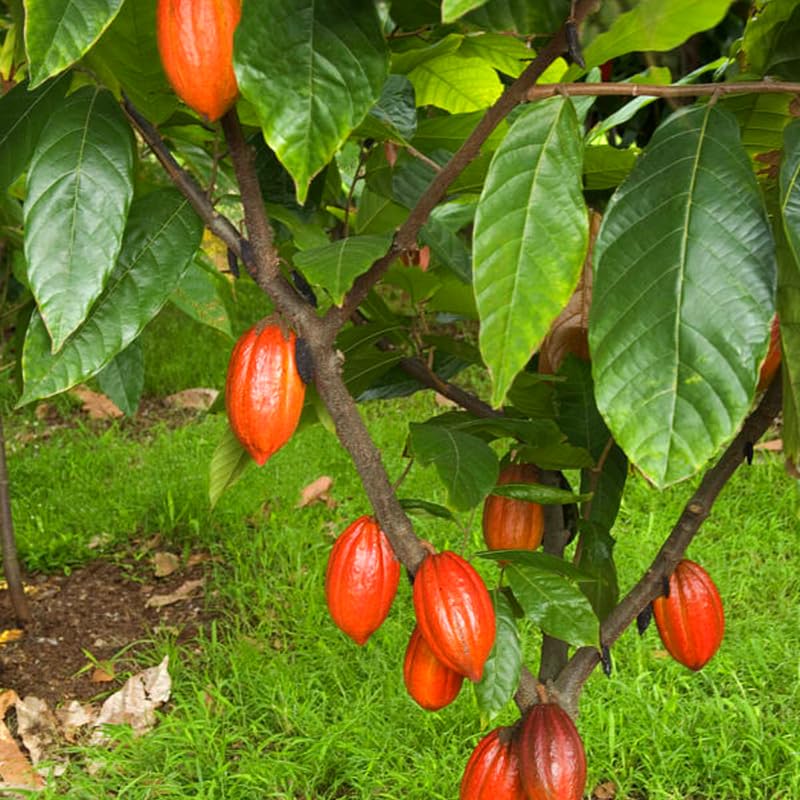 8" Cacao Tree Live Plant in Half Gallon Pot, Chocolate Tree Cocoa Plant for Zones 10-11, No CA