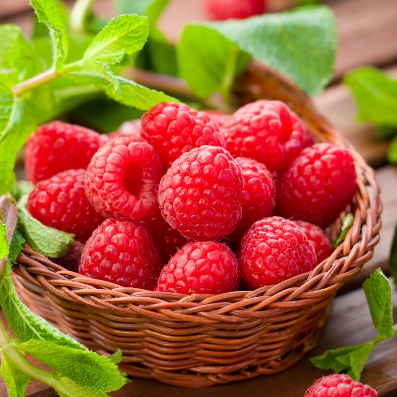 Southern Raspberry Plant Live for Planting, 18-26 Inch Tall, Red Raspberry Bushes Live Plant Potted, Sweet Raspberry Fruit Tree