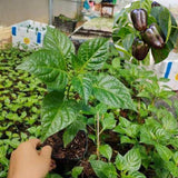 Set 2 Pepper Sweet Chocolate Cherry Pepper Plants Live, 90 Days Old Pepper, Rich Color and Sweet Flavor, No Pot