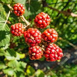 Boysenberry Plant, Thornless Boysenberry Plant Live, 5-7 Inches Tall, Sweet Boysenberries, Fruit Bearing Berry Vine for Outdoor Garden and Trellis Growing