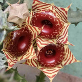 2 Starfish Cactus Plant 2 Inc Pot, Cactus Succulent Well Rooted 4-8 Inch Tall for Indoor Planting